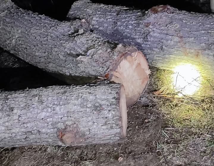  Sopore Police recovered Illicit timber and takes appropriate legal action