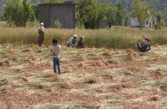  Farmers In J&K Harvest Early As Border Tensions Rise Following Pahalgam Terror Attack