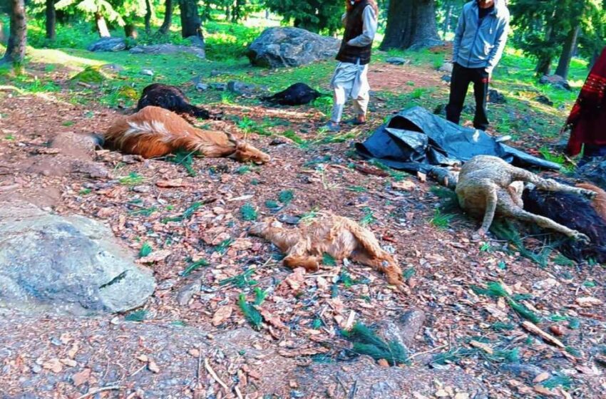  Lightning strike kills over 40 livestock in Kangan