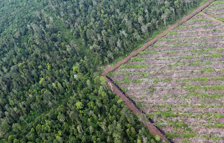  Centre Issues Draft Rules To Ease Tree Felling On Agricultural Land, Boost Agroforestry
